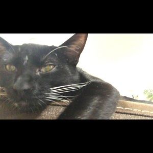 Meet your Posher, Chelsea